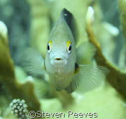 Picture taken in Bonaire not Aruba
Reef fish by Steven Reeves 